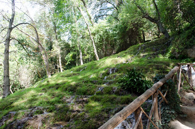 Scenic view of trees in forest
