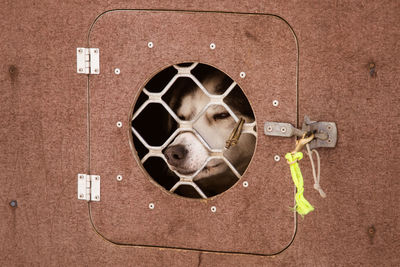 Close-up of dog looking through small window