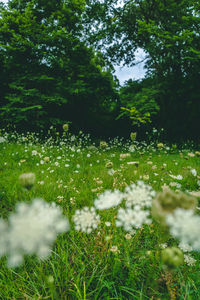 Scenic view of grassy field and trees