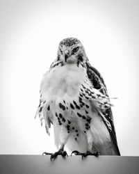 Low angle view of owl perching against clear sky