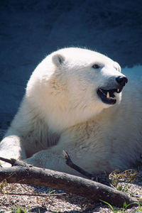 Close-up of polar bear 