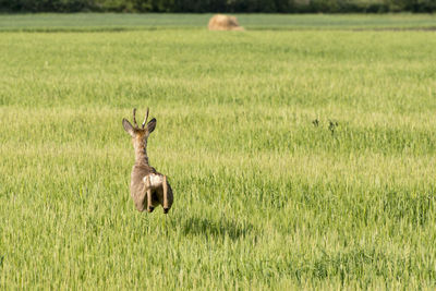 Deer in a field