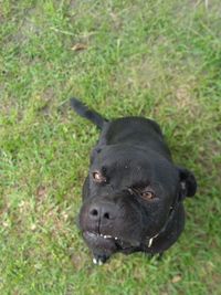 Close-up of a dog on field