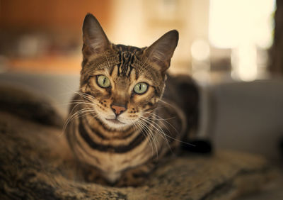 Close-up portrait of a cat