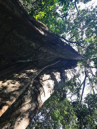 Low angle view of trees in forest against sky