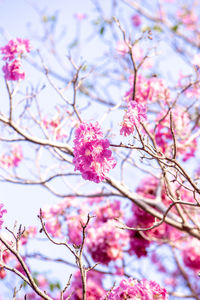 Close-up of pink cherry blossoms in spring