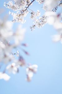 Low angle view of apple blossoms in spring