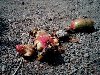 High angle view of fruits on field