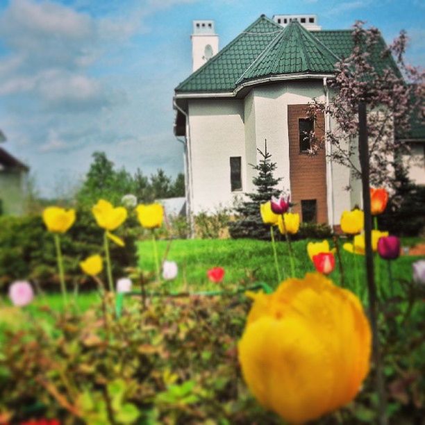 flower, yellow, building exterior, architecture, sky, built structure, freshness, growth, fragility, plant, cloud - sky, nature, field, beauty in nature, multi colored, house, blooming, focus on foreground, day, cloud