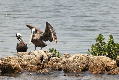 Birds flying over lake