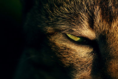 Close-up portrait of cat at night