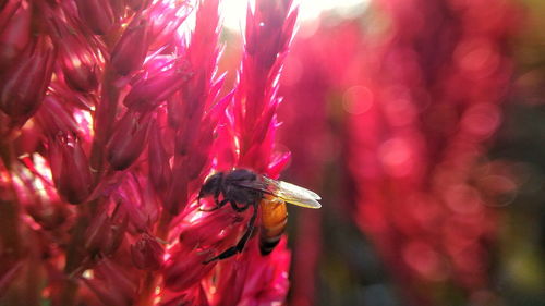 Close-up of insect on pink flower