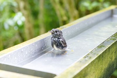 Close-up of a bird