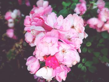 Close-up of pink flowers