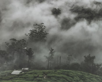 Trees on field against sky