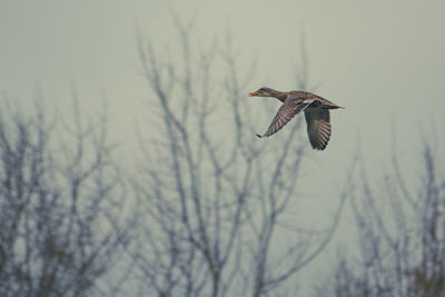 Bird flying in the sky