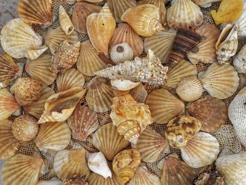 Full frame shot of various seashells on net