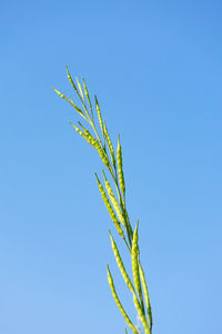 Low angle view of plant against clear blue sky