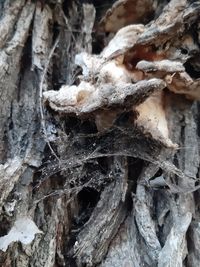 Close-up of frozen tree trunk