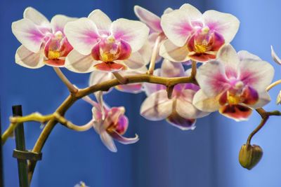 Close-up of pink orchid against sky