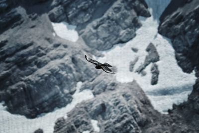 High angle view of bird flying over rock