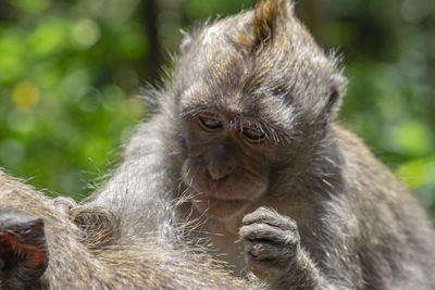 Close-up of gorilla