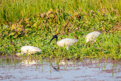 View of birds in lake