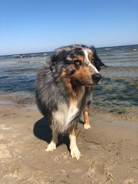 Dog looking away on beach