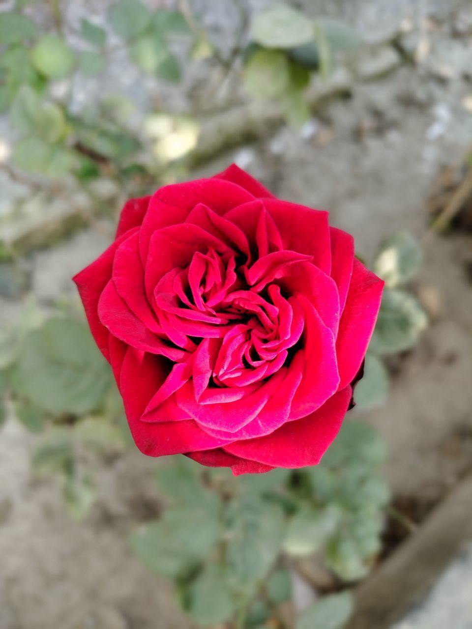 HIGH ANGLE VIEW OF RED ROSE ON PLANT