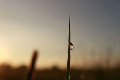 Close-up of water drop on twig against sky during sunset