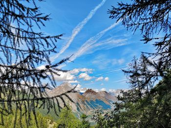 Low angle view of trees against sky