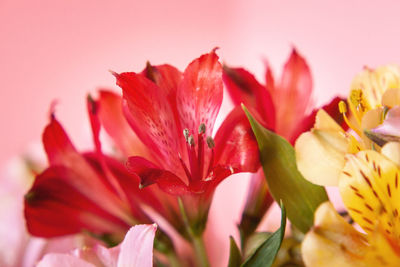 Close-up of red flowering plant