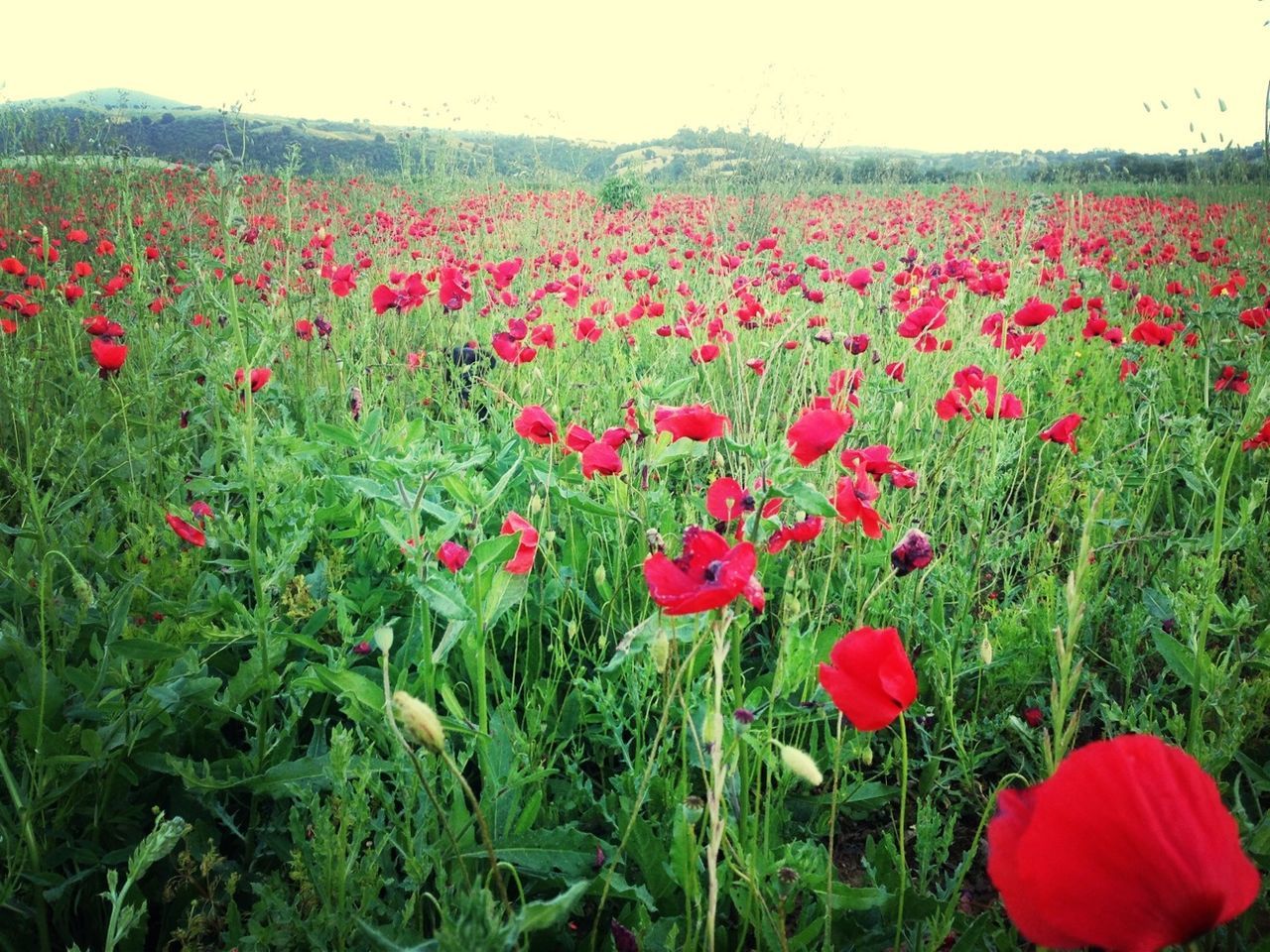 flower, freshness, growth, red, beauty in nature, field, fragility, poppy, nature, petal, blooming, plant, landscape, flower head, abundance, tulip, tranquil scene, tranquility, in bloom, rural scene