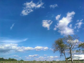 Low angle view of trees against blue sky