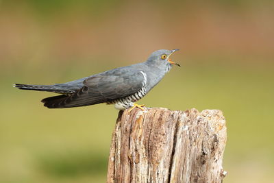 Close-up of bird perching on wooden post