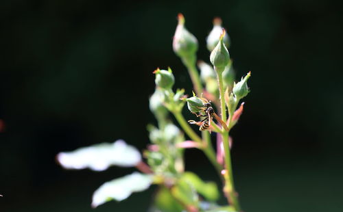 Close-up of insect on plant