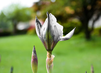 Close-up of flower blooming in park