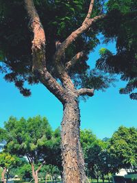 Low angle view of tree in forest against sky