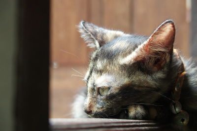Close-up of a cat
