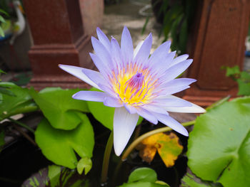 Close-up of lotus water lily blooming outdoors