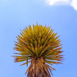 Low angle view of blue flower against clear sky