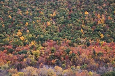 Full frame shot of trees in forest