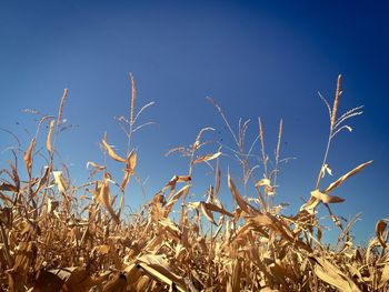 Plants against clear blue sky