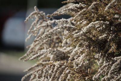 Close-up of plant