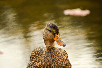 Close-up of a duck in lake