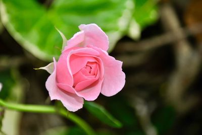 Close-up of pink rose