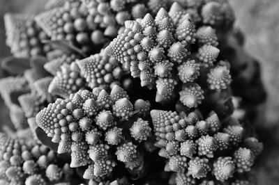 Close-up of romanesco broccoli