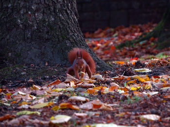 Woman falling leaves on tree in forest during autumn