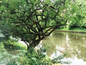 Trees growing on branch