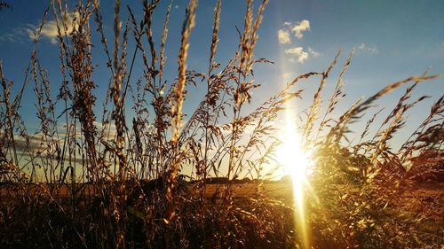 Plants growing on field at sunset